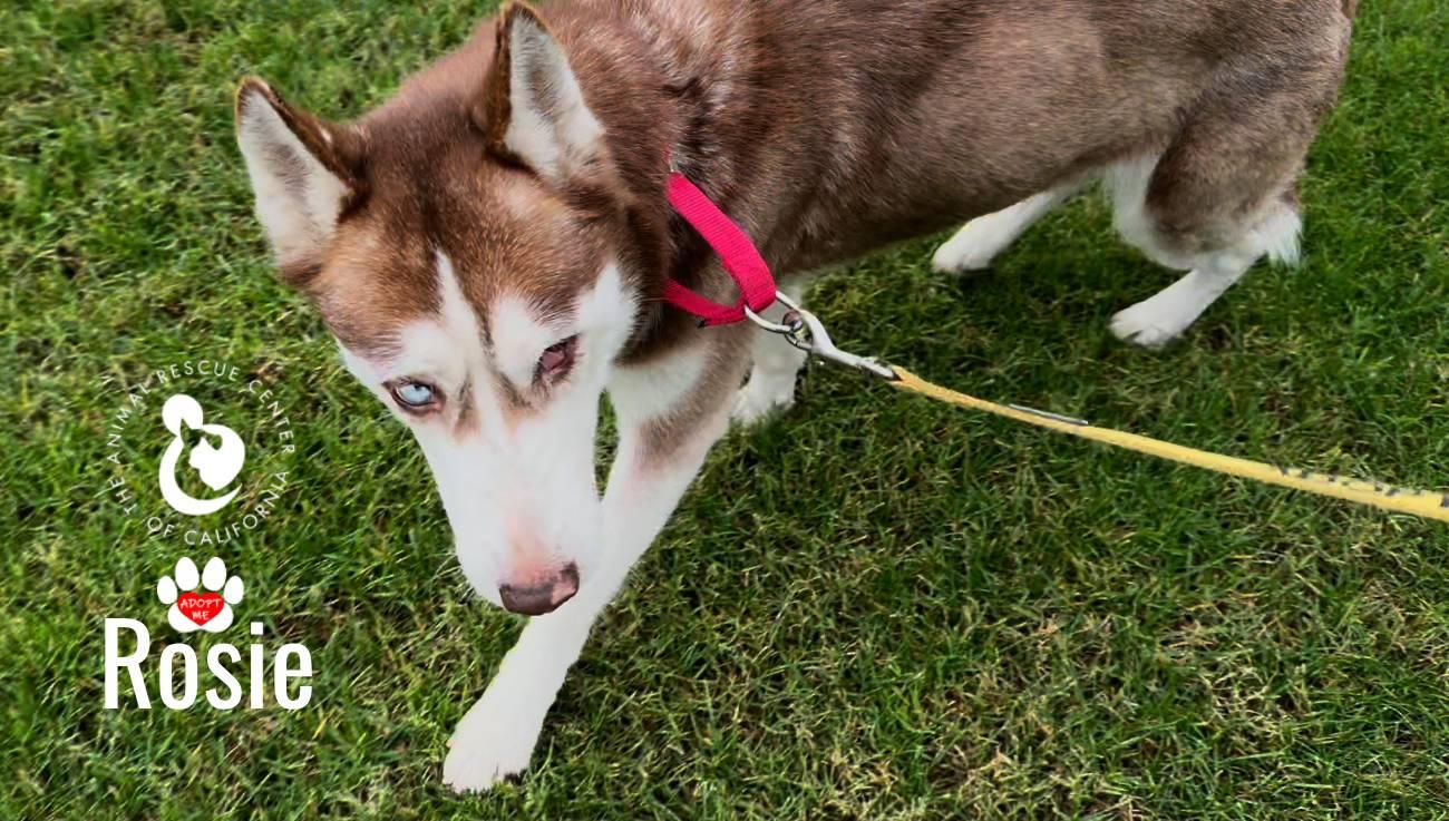 Enlarge Rosie, a ADOPTABLE Siberian Husky in Coachella, CA image 5/6