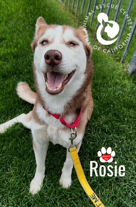 Enlarge Rosie, a ADOPTABLE Siberian Husky in Coachella, CA image 3/6
