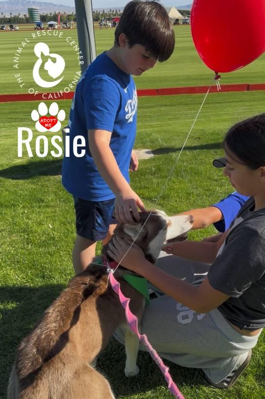 Enlarge Rosie, a ADOPTABLE Siberian Husky in Coachella, CA image 6/6