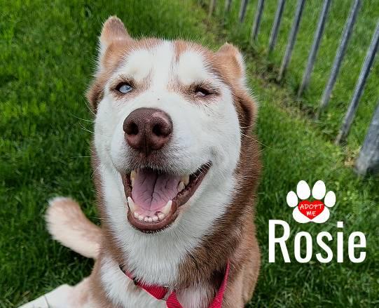 Rosie, ADOPTABLE, Young Female Siberian Husky.