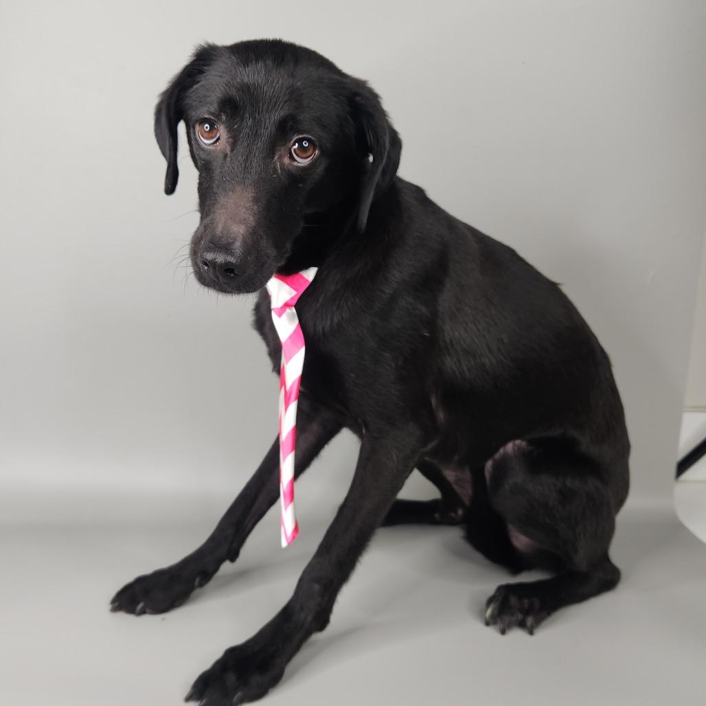Enlarge Drumstick, a Adoptable mixed breed in Fort Wayne, IN image 1/4