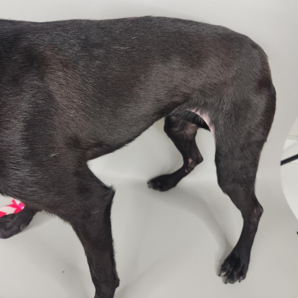 Enlarge Drumstick, a Adoptable mixed breed in Fort Wayne, IN image 2/4
