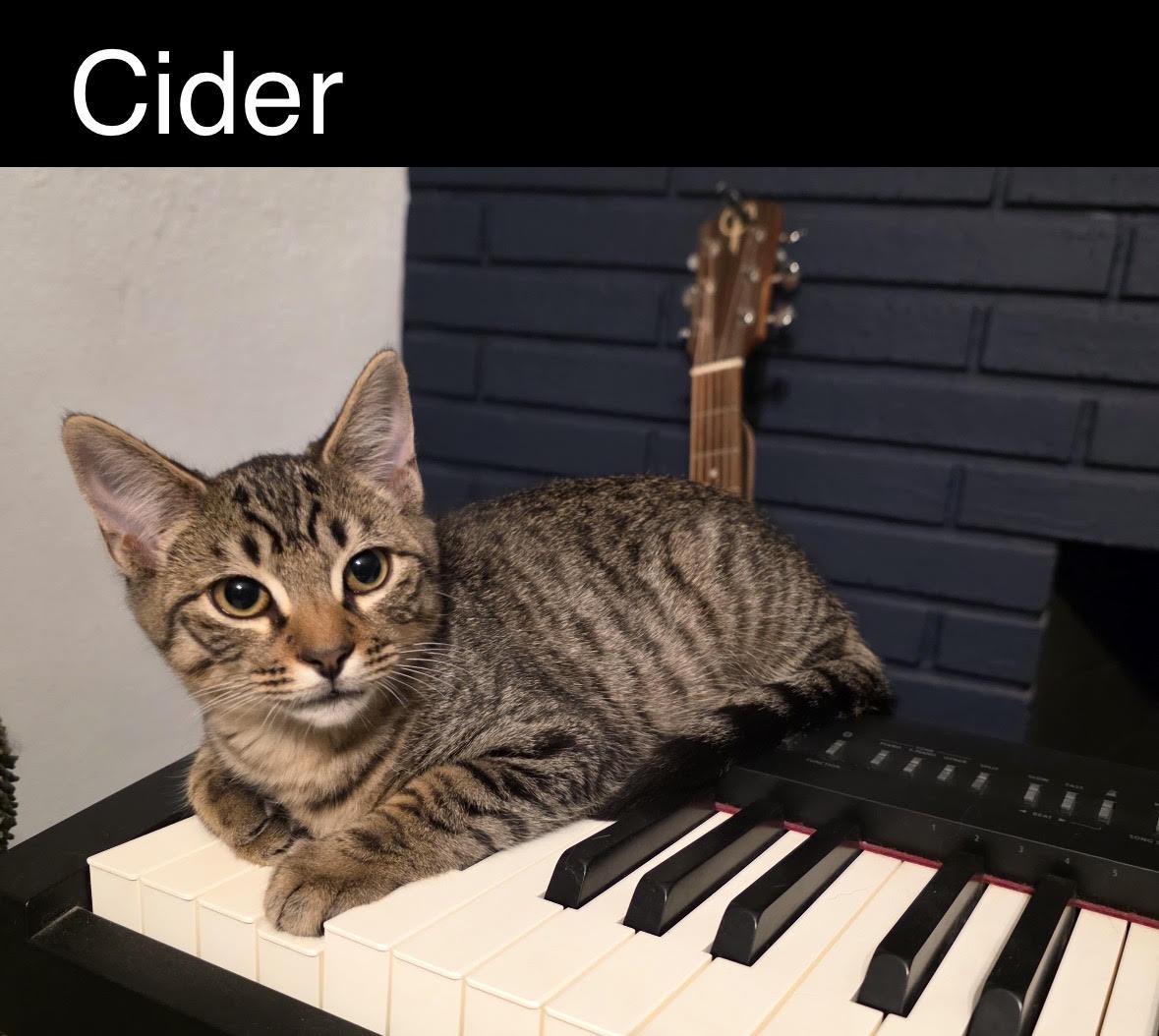 Enlarge Cider & Chai (Bonded Brothers), a Adoptable Domestic Short Hair in Anaheim, CA image 4/5