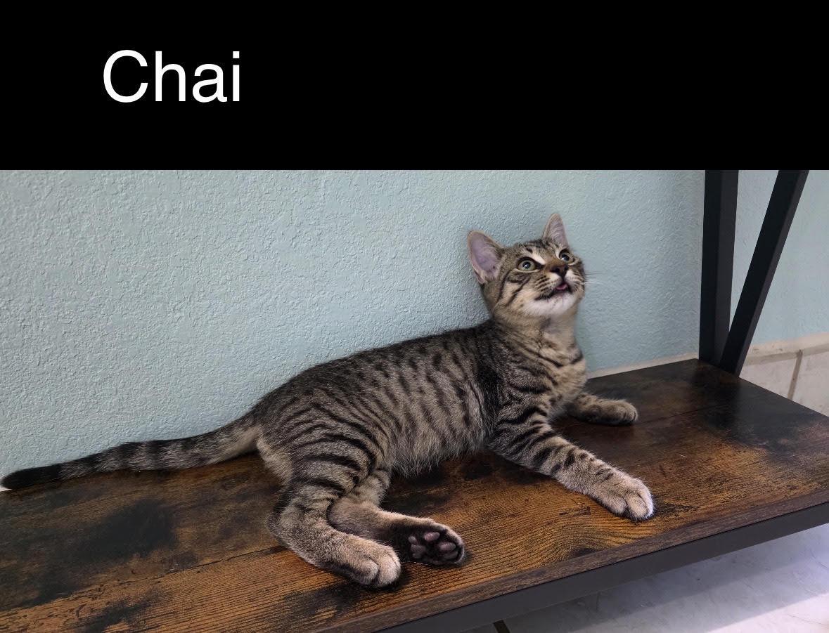Enlarge Cider & Chai (Bonded Brothers), a Adoptable Domestic Short Hair in Anaheim, CA image 3/5