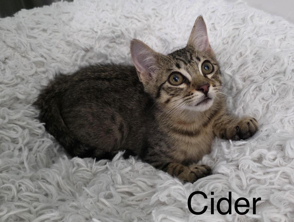 Enlarge Cider & Chai (Bonded Brothers), a Adoptable Domestic Short Hair in Anaheim, CA image 2/5