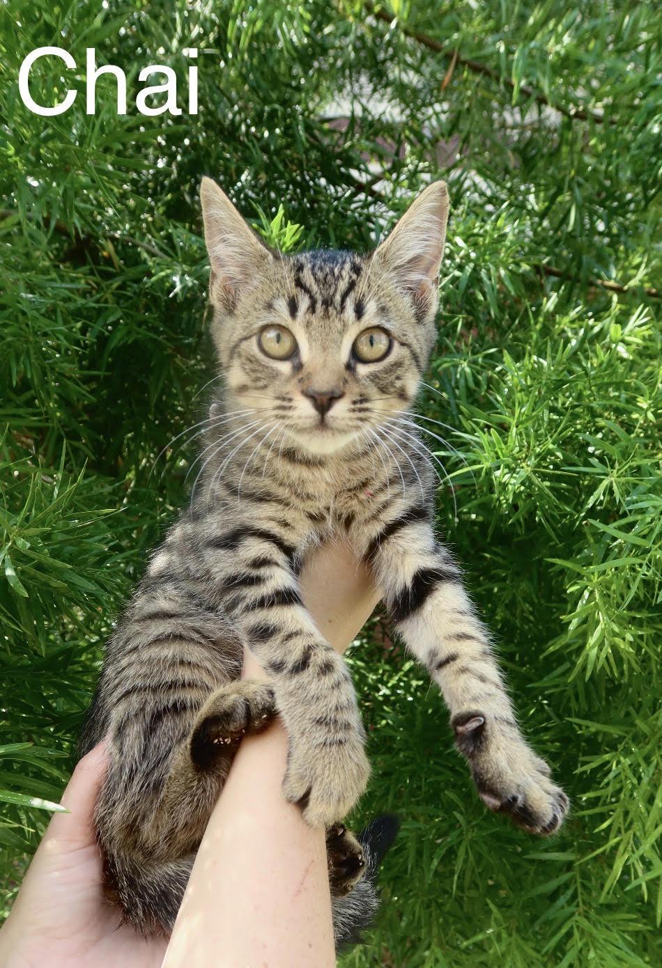 Enlarge Cider & Chai (Bonded Brothers), a Adoptable Domestic Short Hair in Anaheim, CA image 5/5