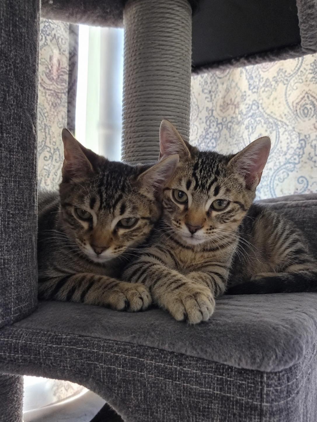Cider & Chai (Bonded Brothers), Adoptable, Kitten Male Domestic Short Hair.