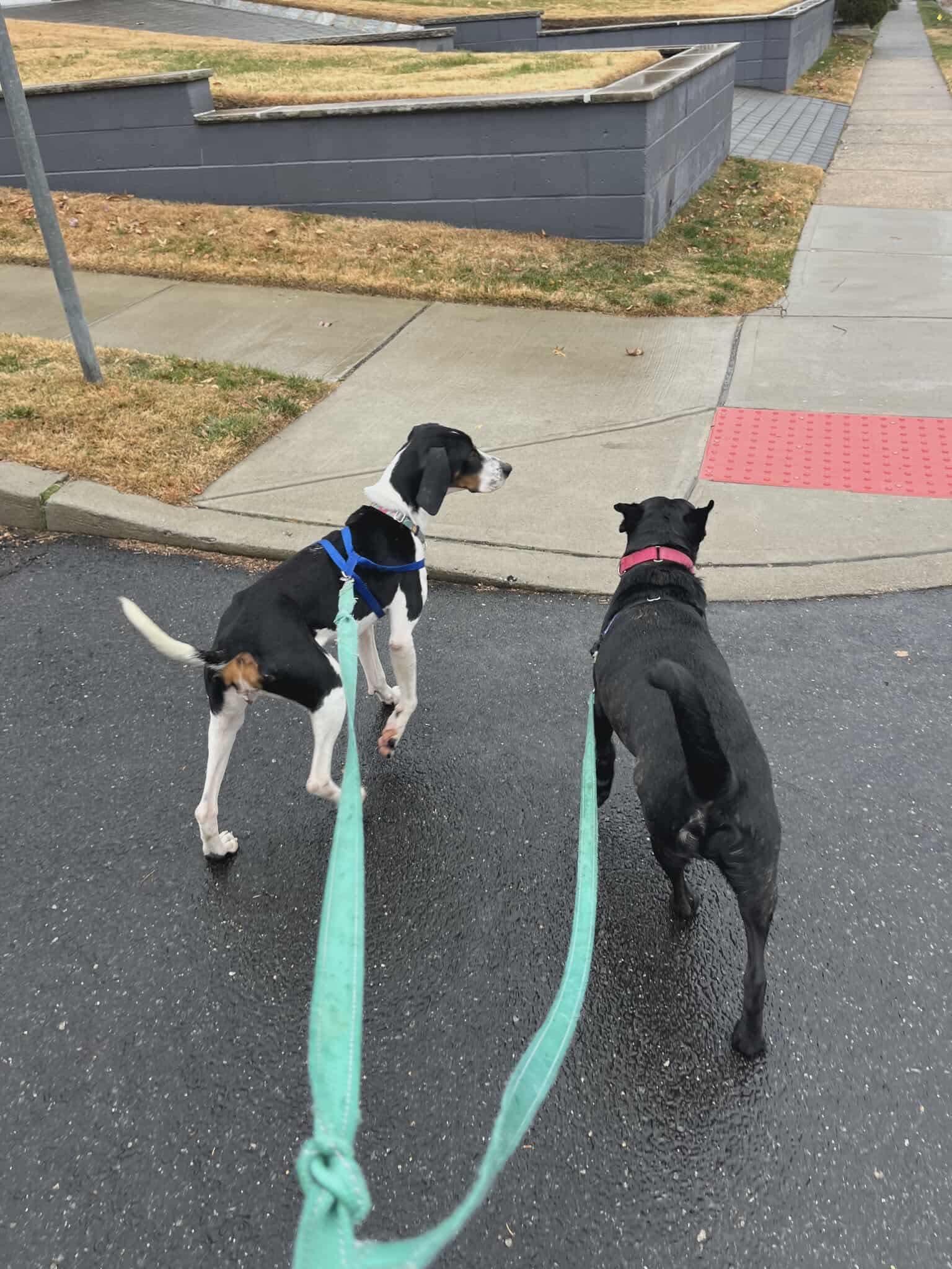 Enlarge Delaney, a Adoptable mixed breed in Westwood, NJ image 6/6