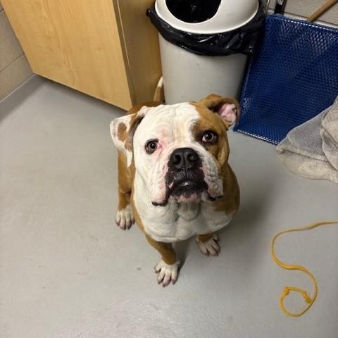 Enlarge Beef, a Adoptable English Bulldog in Caledon, ON image 1/1