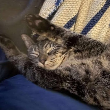 BOWIE, an adopted Domestic Short Hair in Campbell River, BC image 6/6