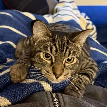 BOWIE, an adopted Domestic Short Hair in Campbell River, BC image 2/6