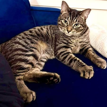 BOWIE, adopted, Young Male Domestic Short Hair.