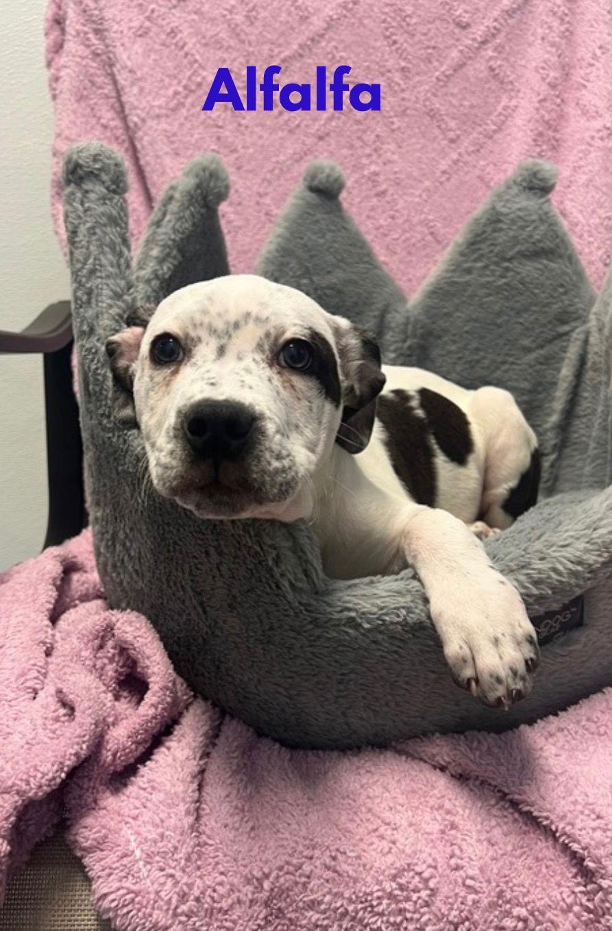 Alfalfa, Adoptable, Puppy Male Catahoula Leopard Dog & Boxer.
