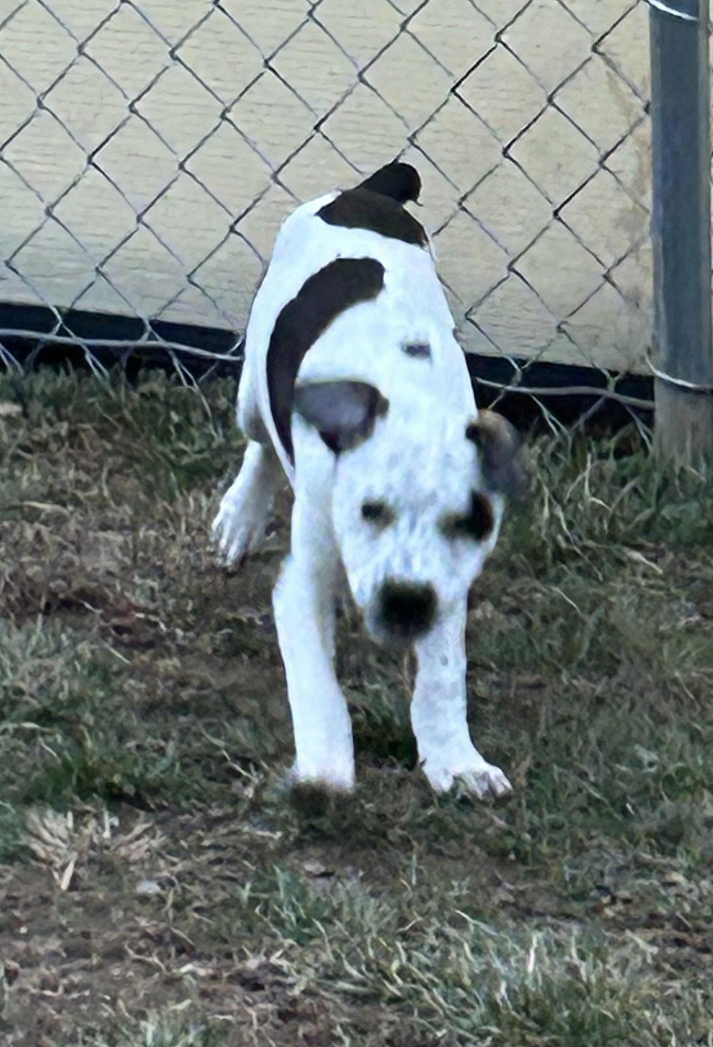Enlarge Alfalfa, a Adoptable mixed breed in Steeleville, IL image 2/3