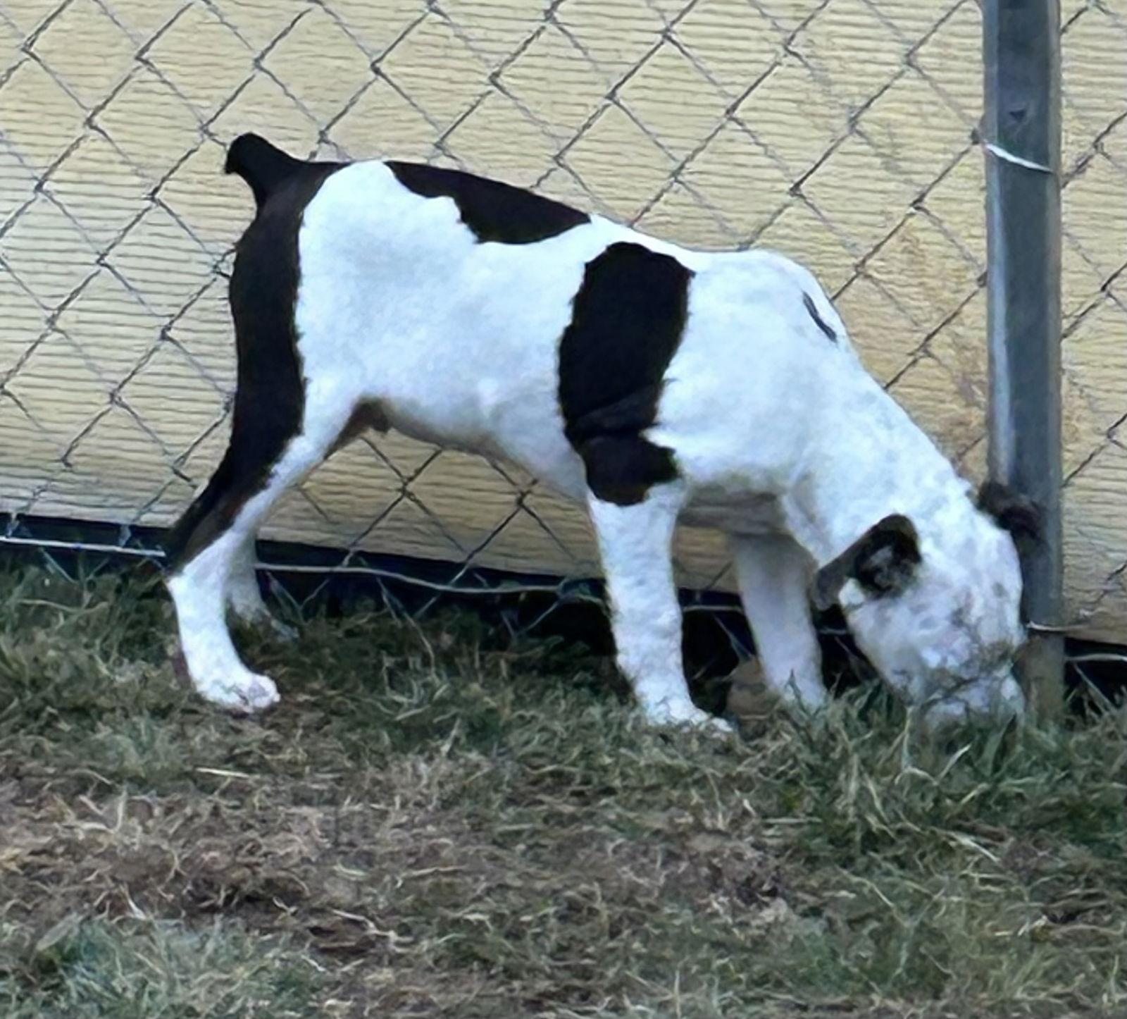 Enlarge Alfalfa, a Adoptable mixed breed in Steeleville, IL image 3/3