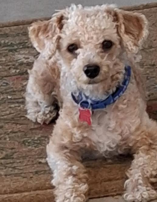 Enlarge Toby, a Adopted Poodle in San Diego, CA image 1/3