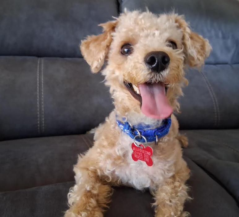 Enlarge Toby, a Adopted Poodle in San Diego, CA image 2/3