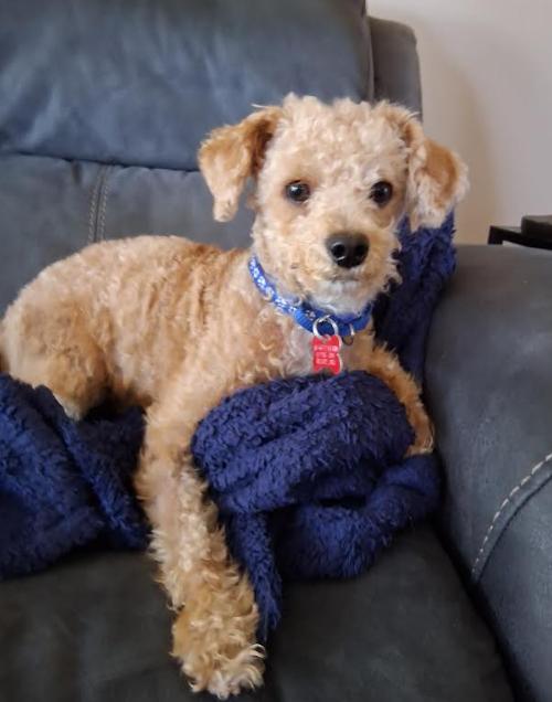 Enlarge Toby, a Adopted Poodle in San Diego, CA image 3/3