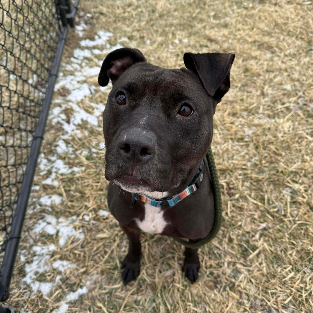 Stella, a Adoptable mixed breed in Monticello, IA image 1/6