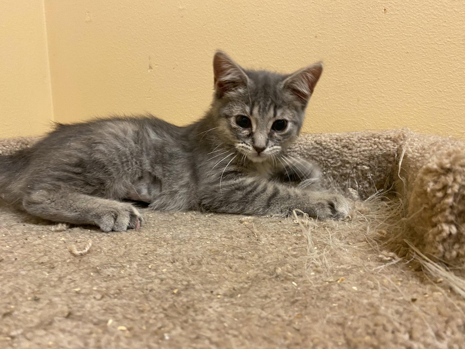 Gloria, Adoptable, Kitten Female Domestic Short Hair.