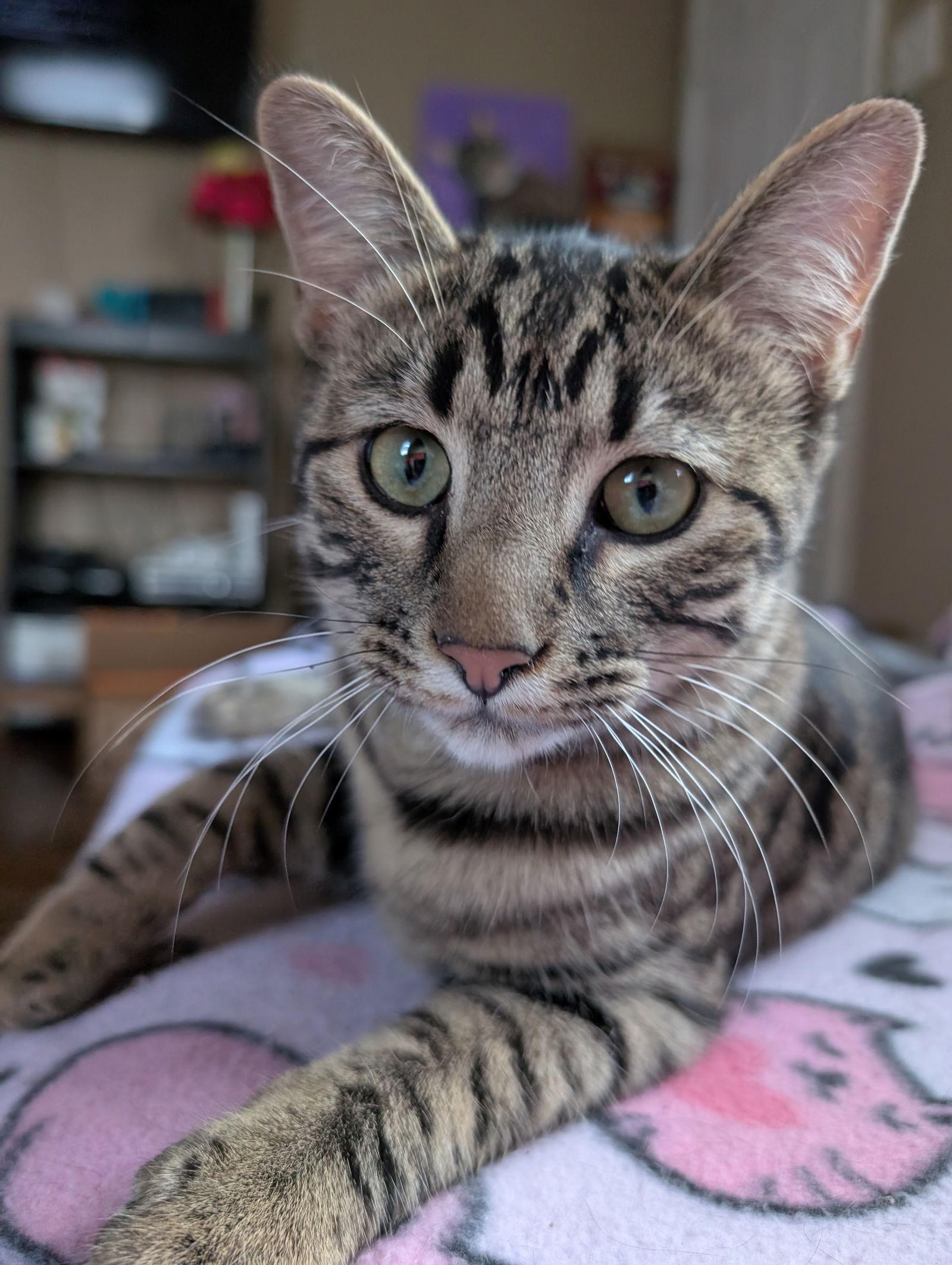 Mikey, Adoptable, Young Male Domestic Short Hair.