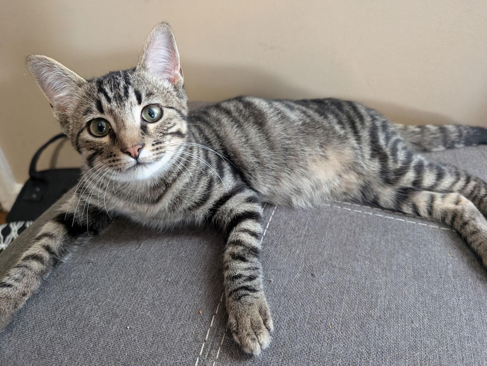 Mikey, a Adoptable Domestic Short Hair in St. Ann, MO image 2/2