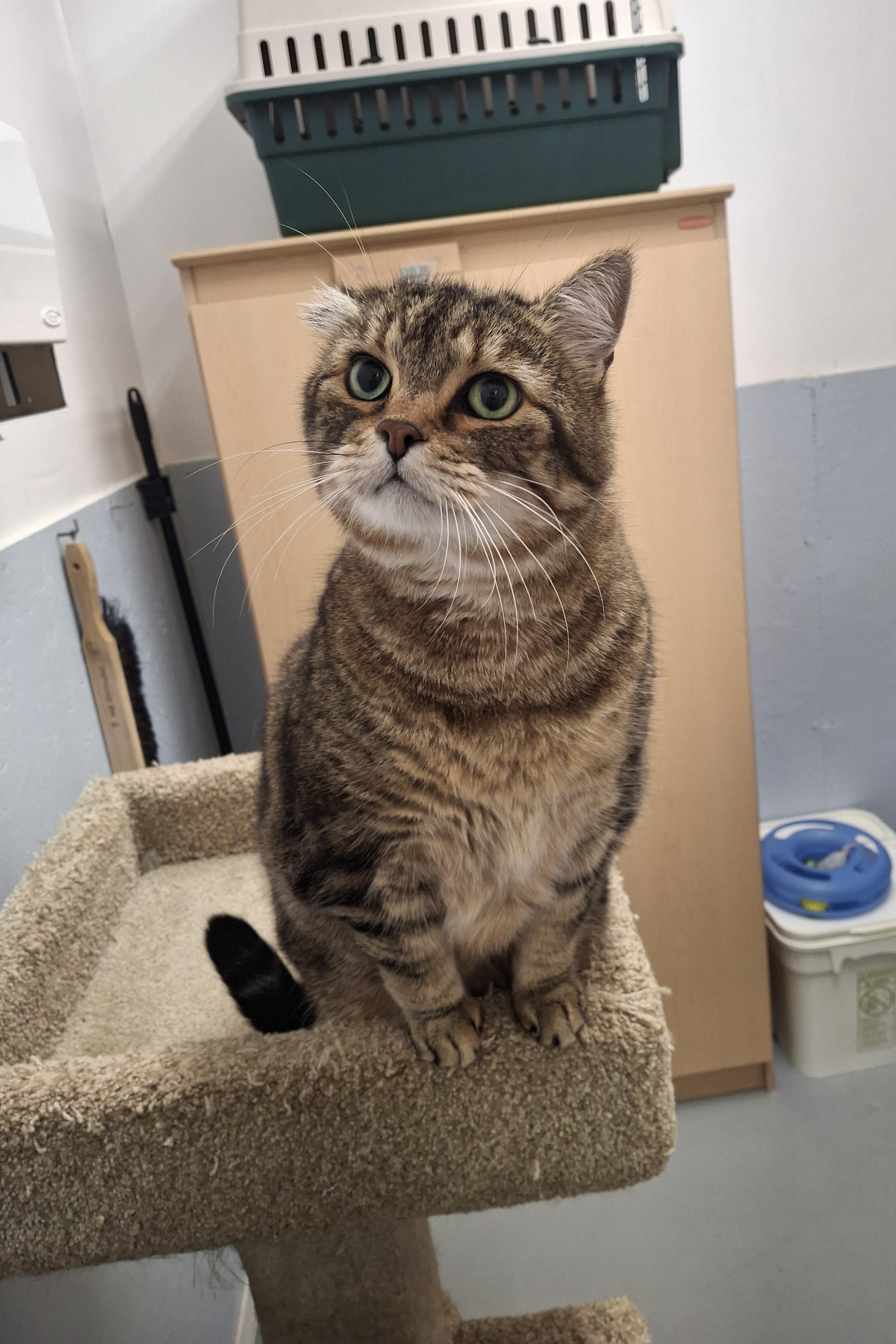 Roamer, an adopted Domestic Short Hair in Victoria, BC image 2/3