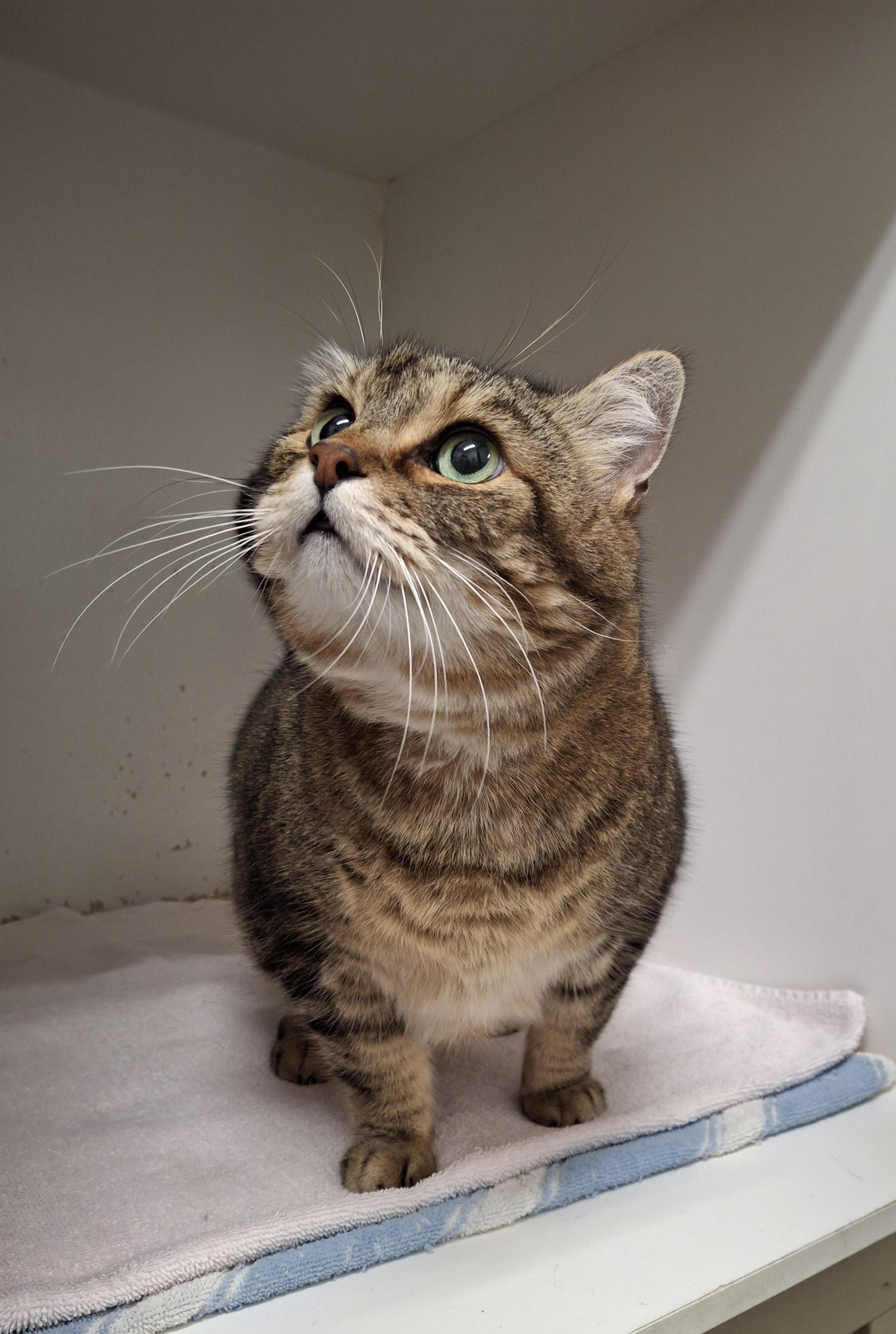 Roamer, an adopted Domestic Short Hair in Victoria, BC image 3/3