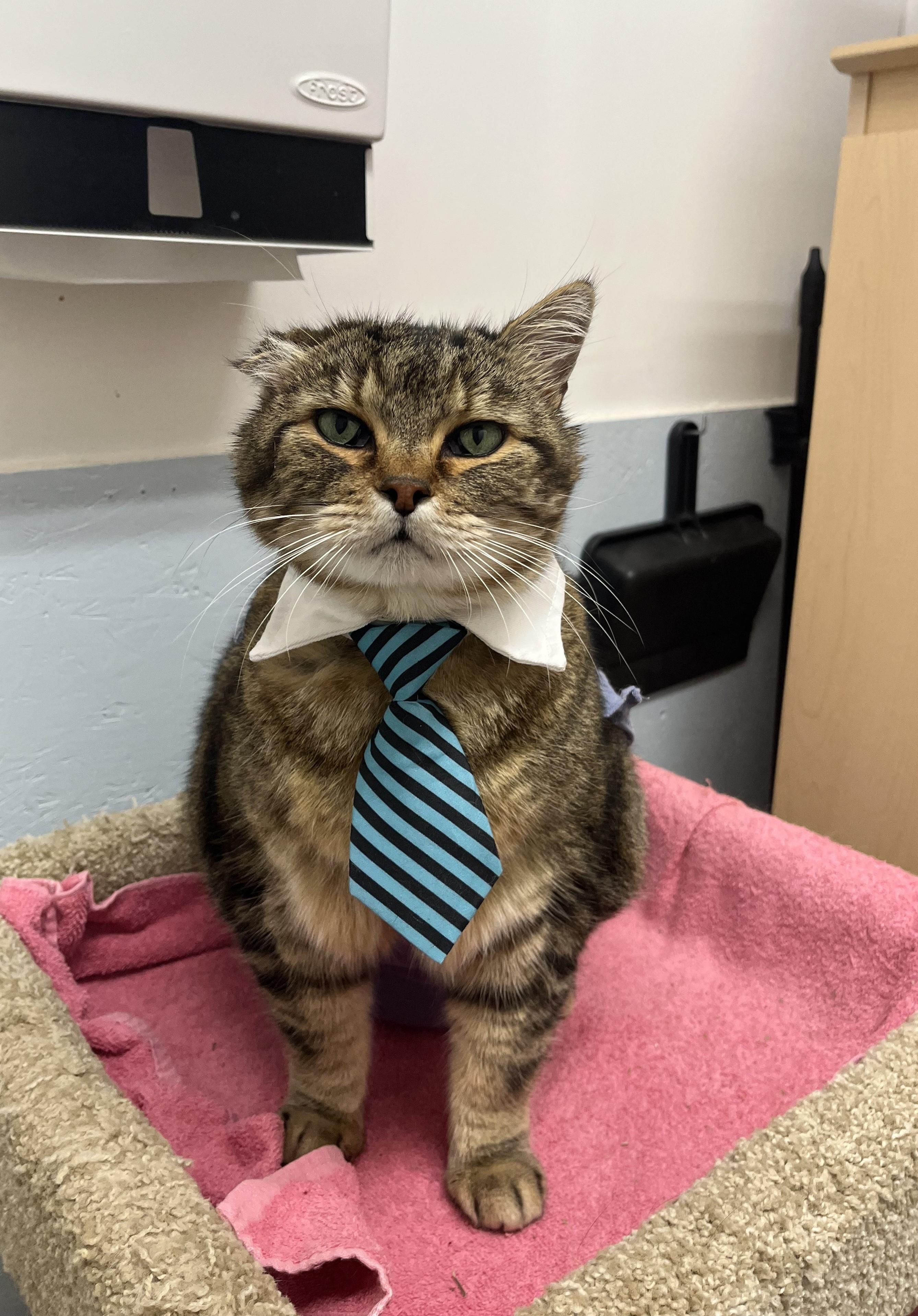 Roamer, an adopted Domestic Short Hair in Victoria, BC image 1/3