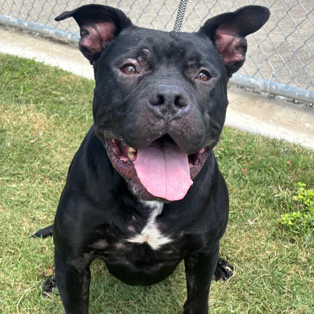 Enlarge Sparks, a Adoptable mixed breed in League City, TX image 1/1