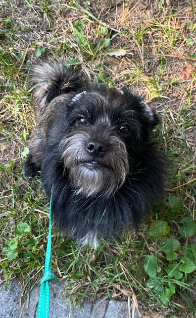 Watson, Adopted, Young Male Miniature Schnauzer & Mixed Breed.
