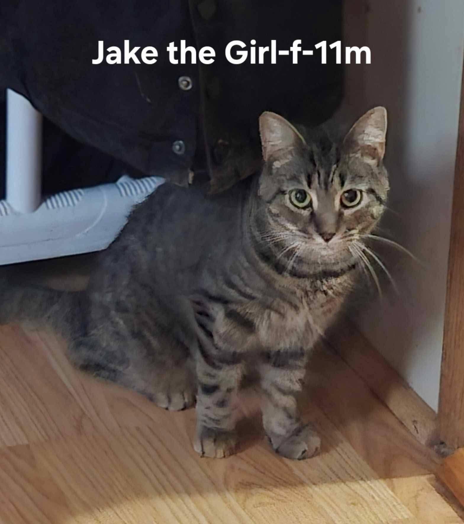 Enlarge Jake the Girl, a Adoptable Domestic Short Hair in Clymer, PA image 1/1
