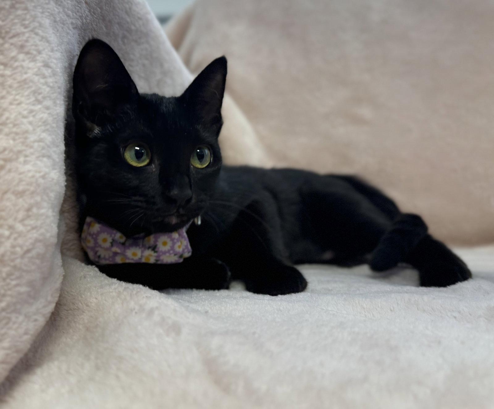 Cafe Con Leche: Lavender, Adoptable, Kitten Female Bombay & Domestic Short Hair.