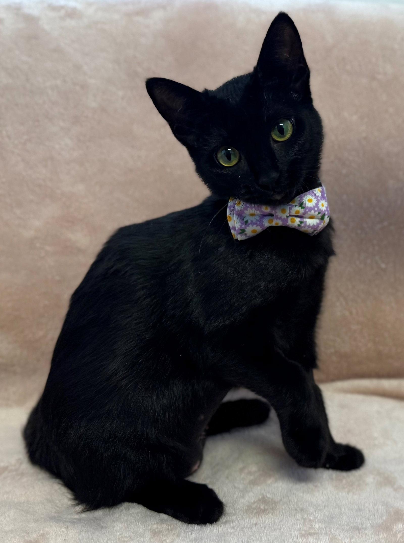 Enlarge Cafe Con Leche: Lavender, a Adoptable mixed breed in Palo Alto, CA image 2/3