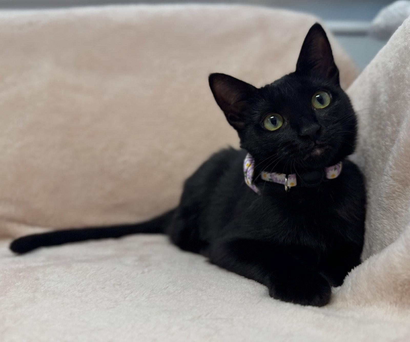 Enlarge Cafe Con Leche: Lavender, a Adoptable mixed breed in Palo Alto, CA image 3/3