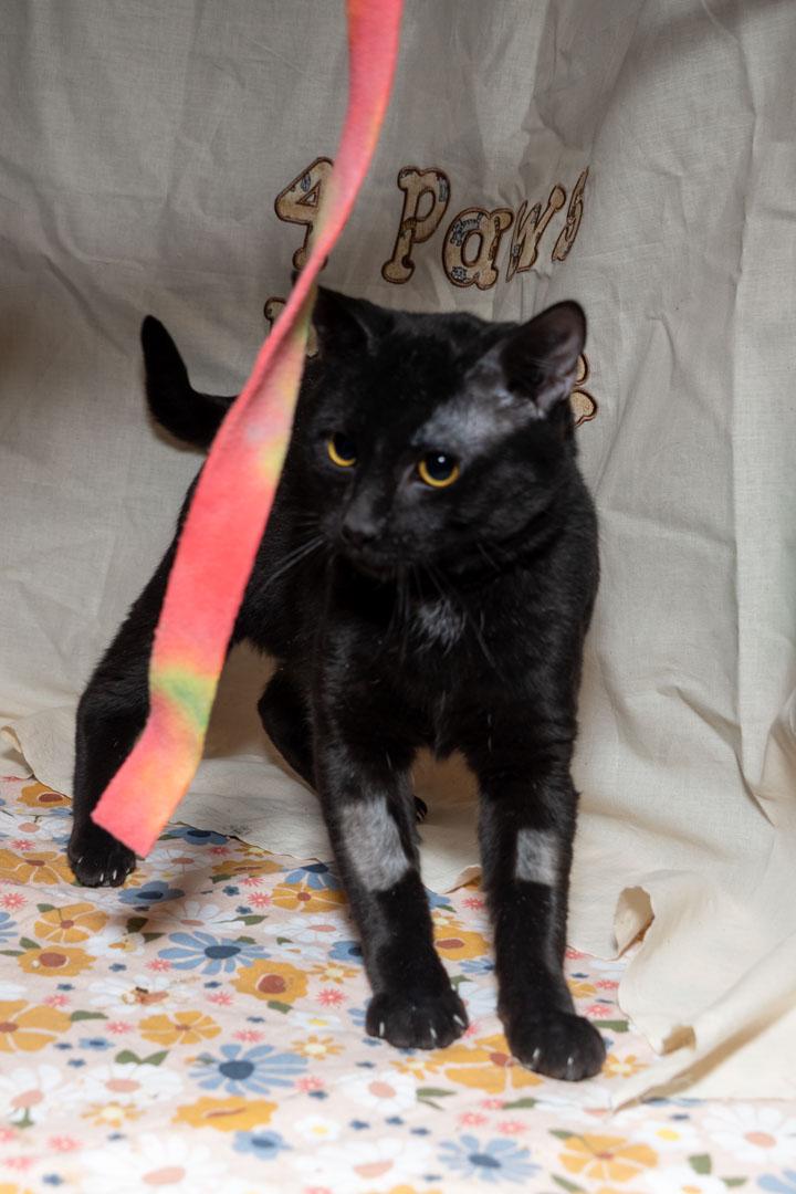 Stewie, a ADOPTABLE Domestic Short Hair in Cardwell, MT image 2/2