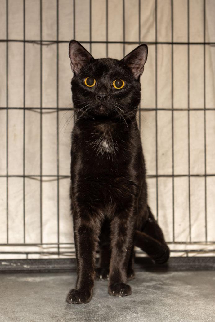 Stewie, ADOPTABLE, Young Male Domestic Short Hair.