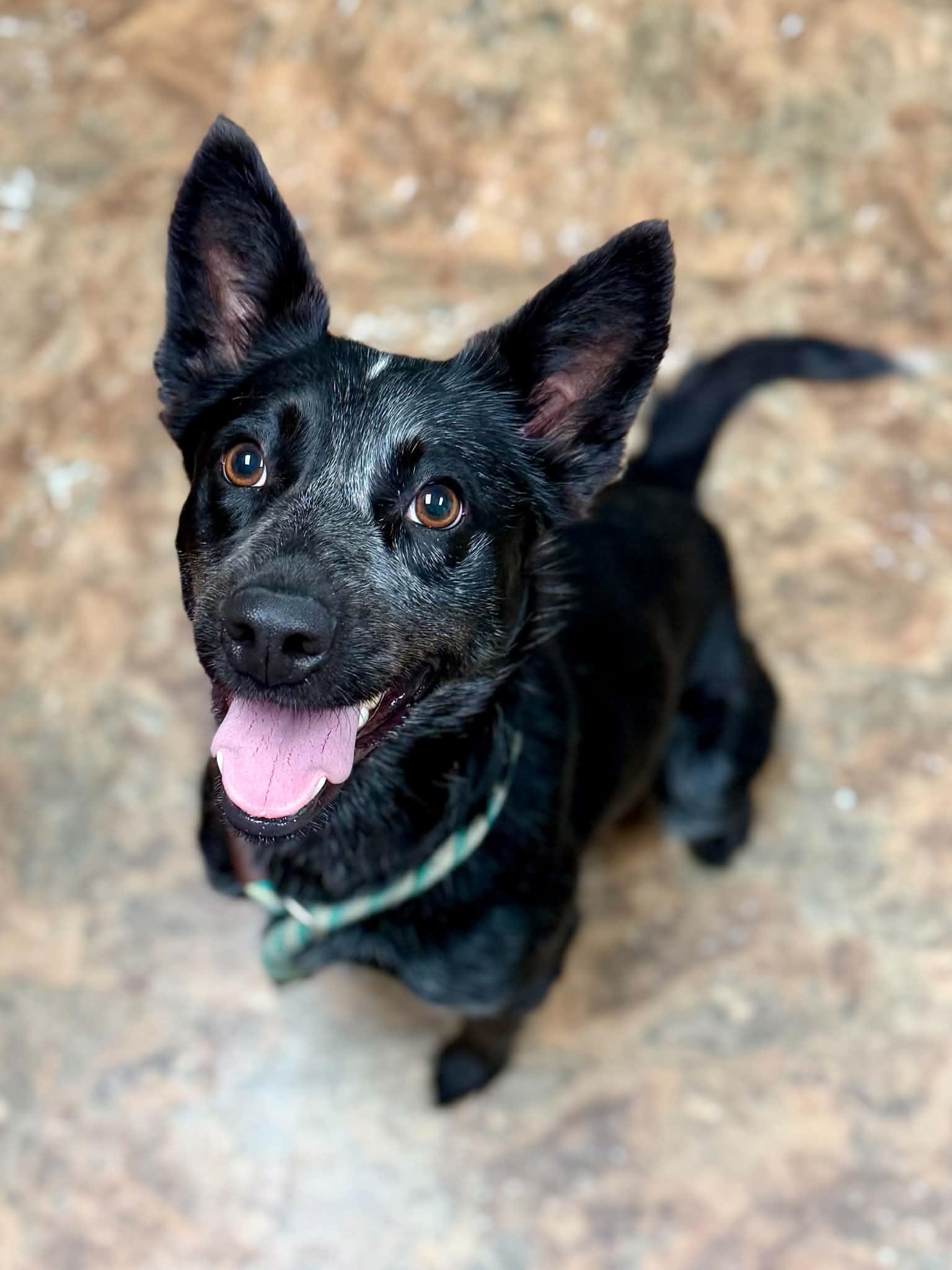 Sugar, Adopted, Young Female Cattle Dog.