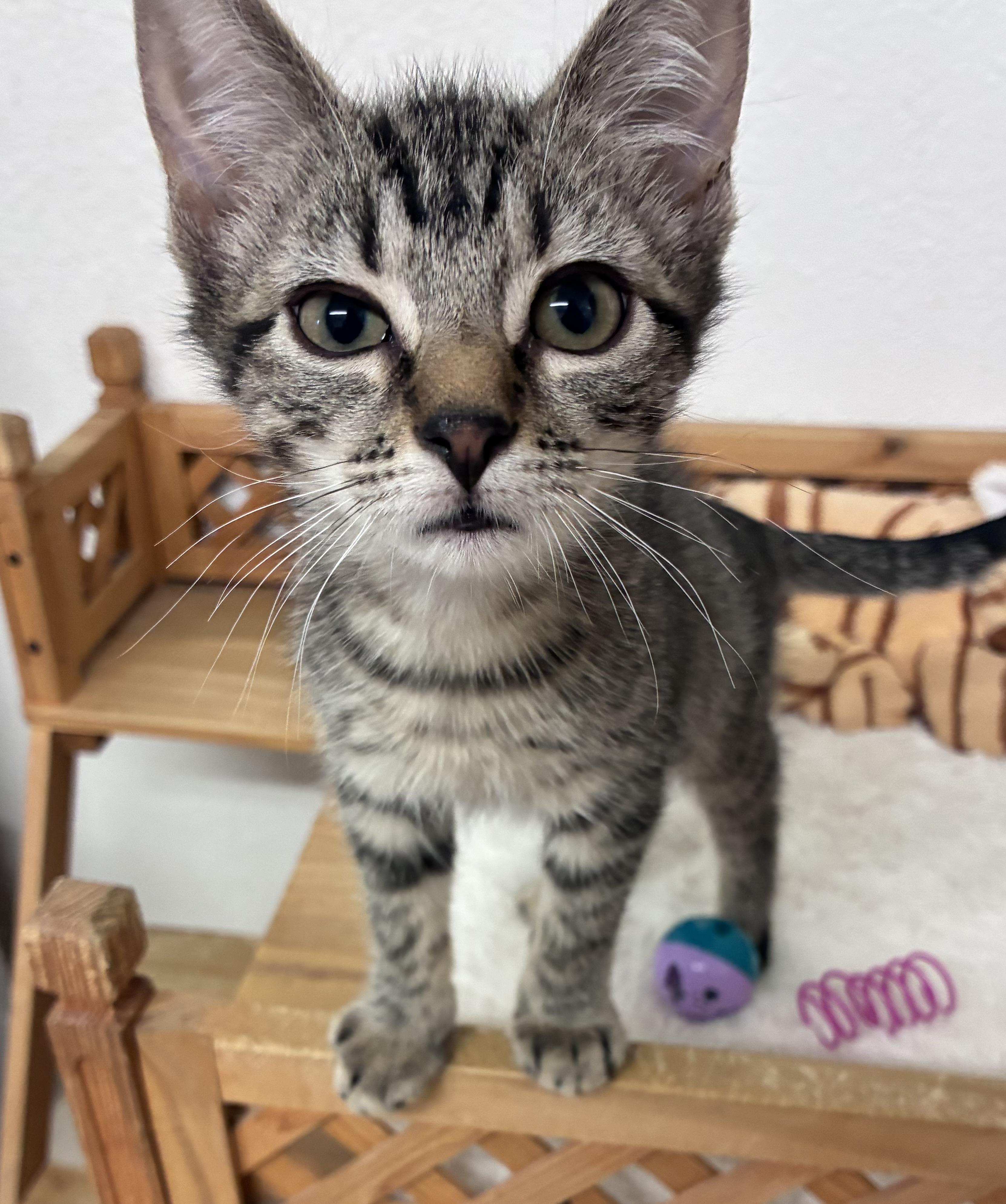 Scott, ADOPTABLE, Kitten Male Domestic Short Hair.