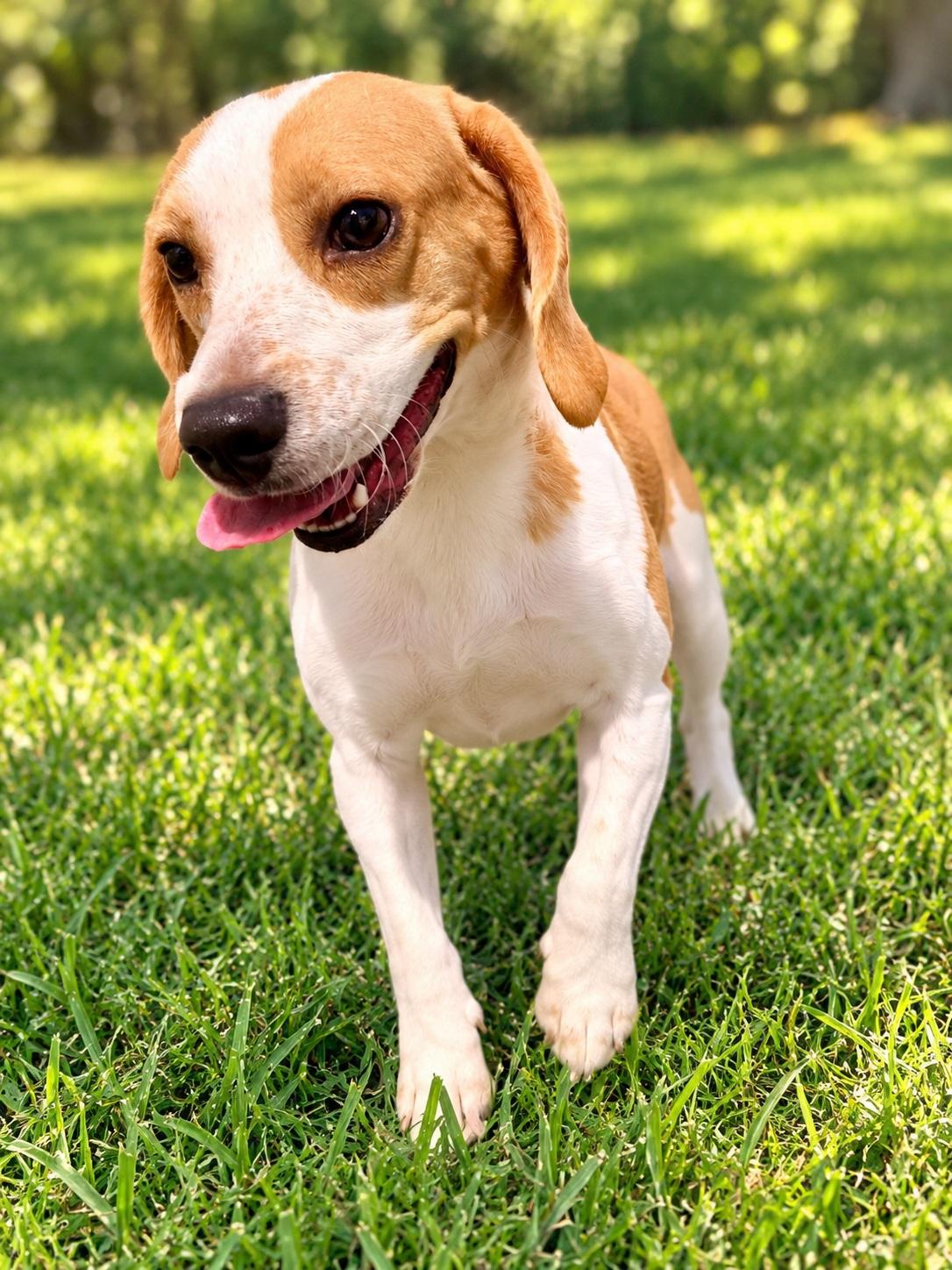 Enlarge Tobi, a Adopted Beagle in Winter Haven, FL image 3/3