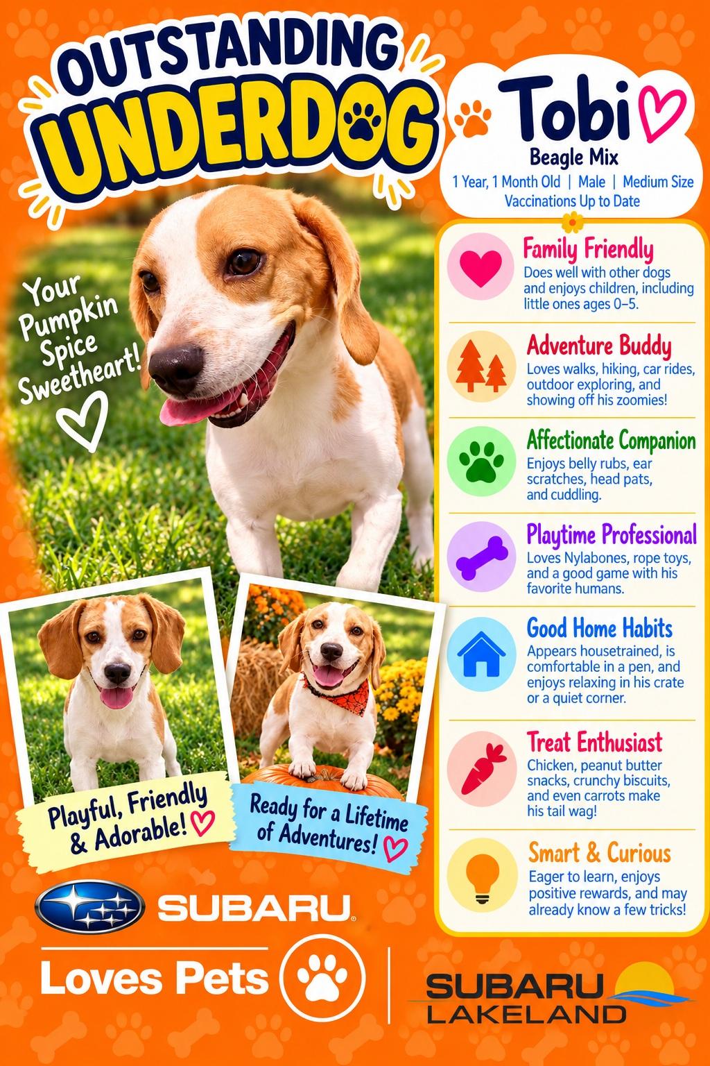 Enlarge Tobi, a Adopted Beagle in Winter Haven, FL image 1/3