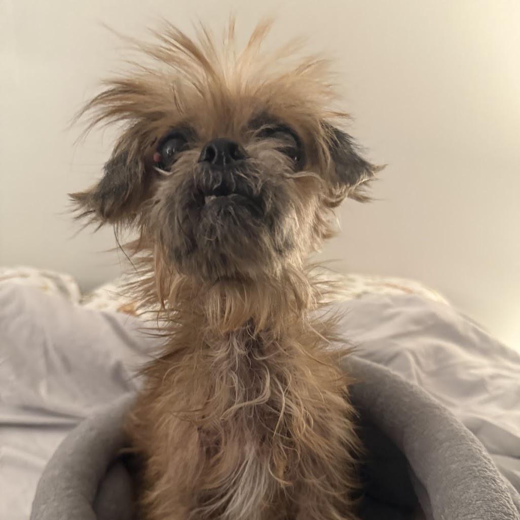 Dumplin, Adoptable, Senior Female Shih Tzu & Mixed Breed.