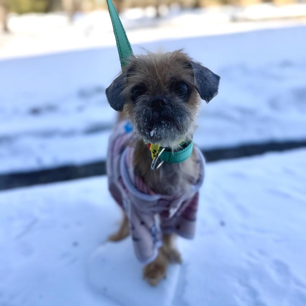 Enlarge Dumplin, a Adoptable mixed breed in Medford, NJ image 3/5