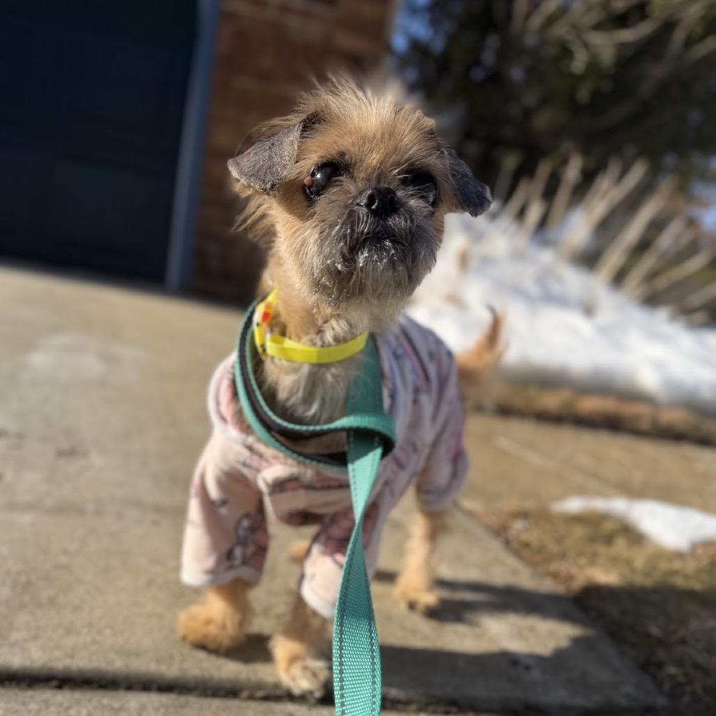 Enlarge Dumplin, a Adoptable mixed breed in Medford, NJ image 4/5