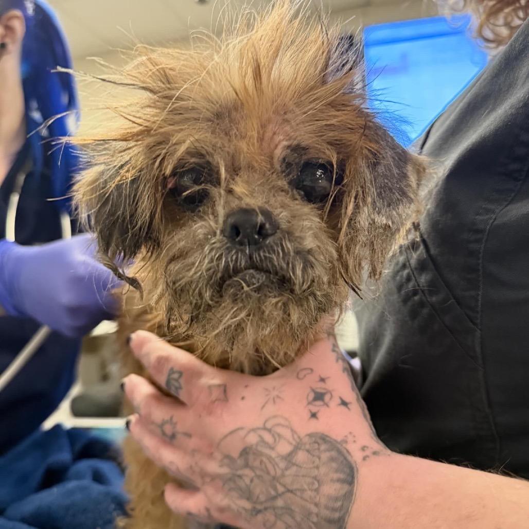 Enlarge Dumplin, a Adoptable mixed breed in Medford, NJ image 5/5