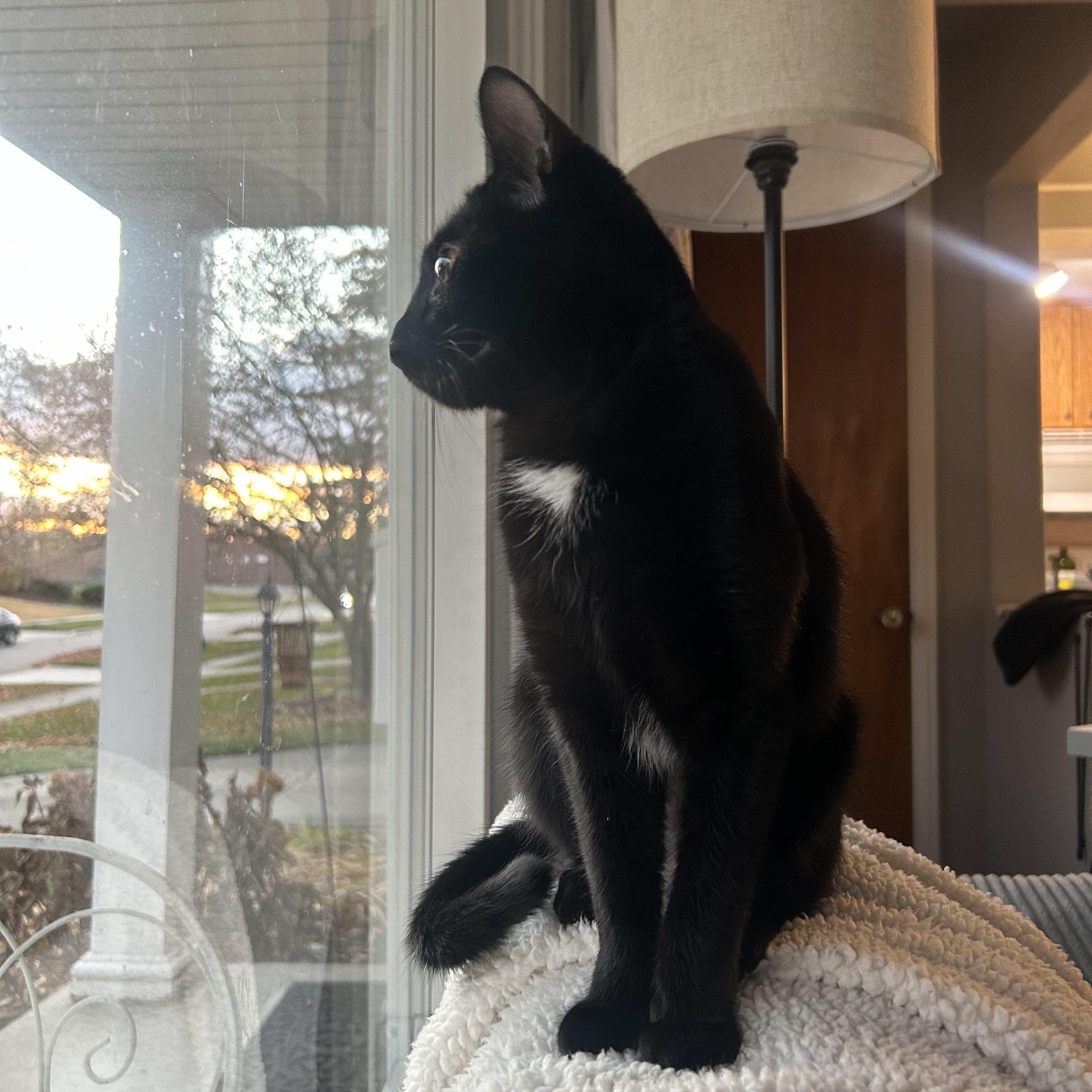 Enlarge Jinx Jingles, a Adoptable Domestic Short Hair in Oak Park, MI image 3/6