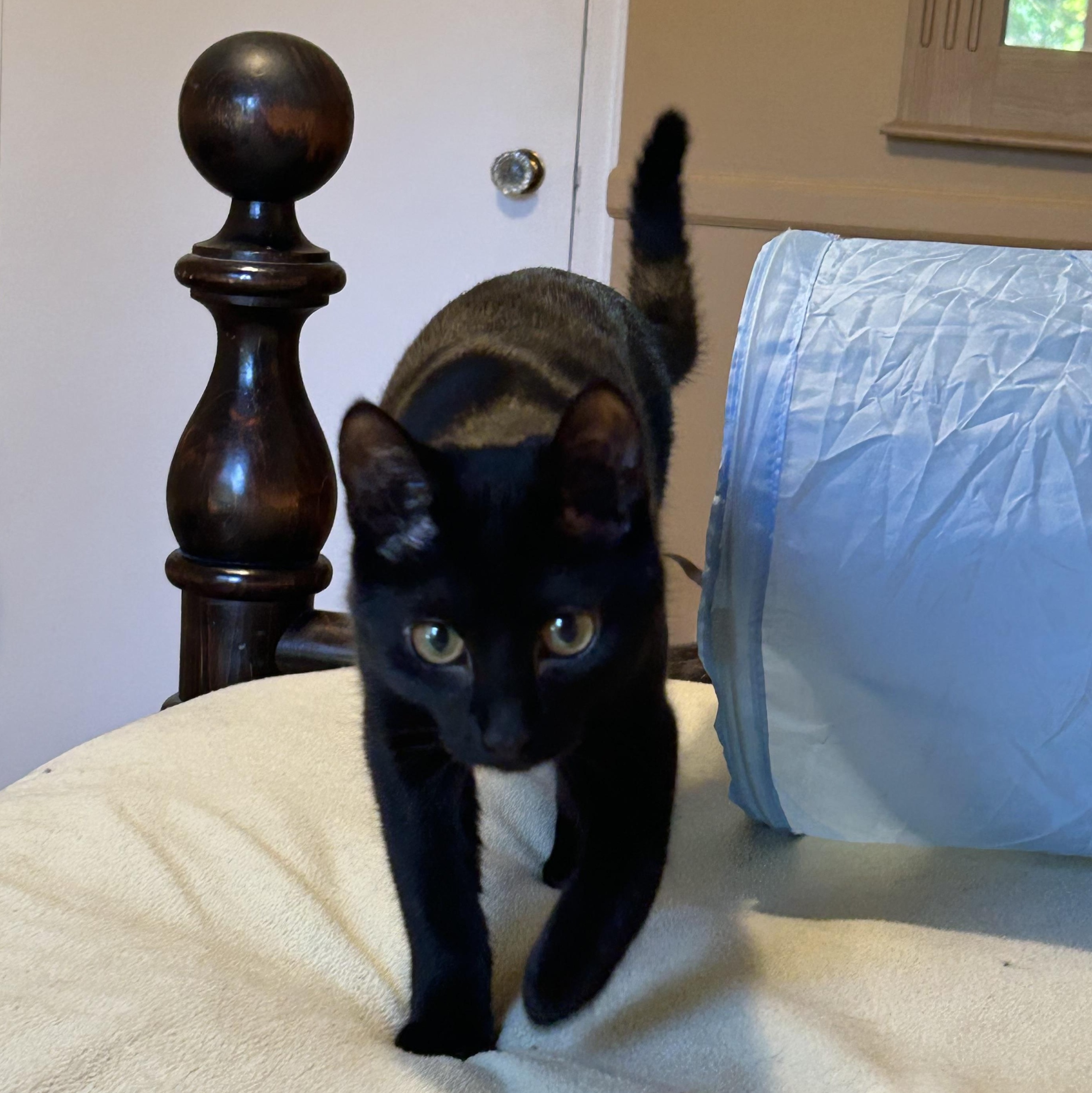 Enlarge Jinx Jingles, a Adoptable Domestic Short Hair in Oak Park, MI image 5/6