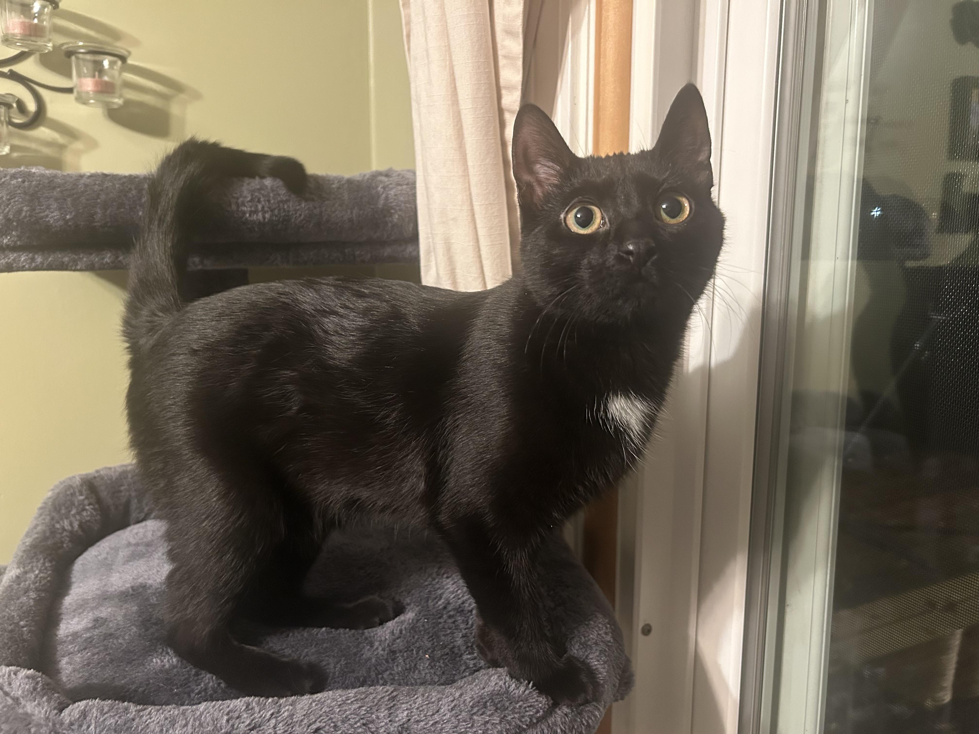 Enlarge Jinx Jingles, a Adoptable Domestic Short Hair in Oak Park, MI image 4/6