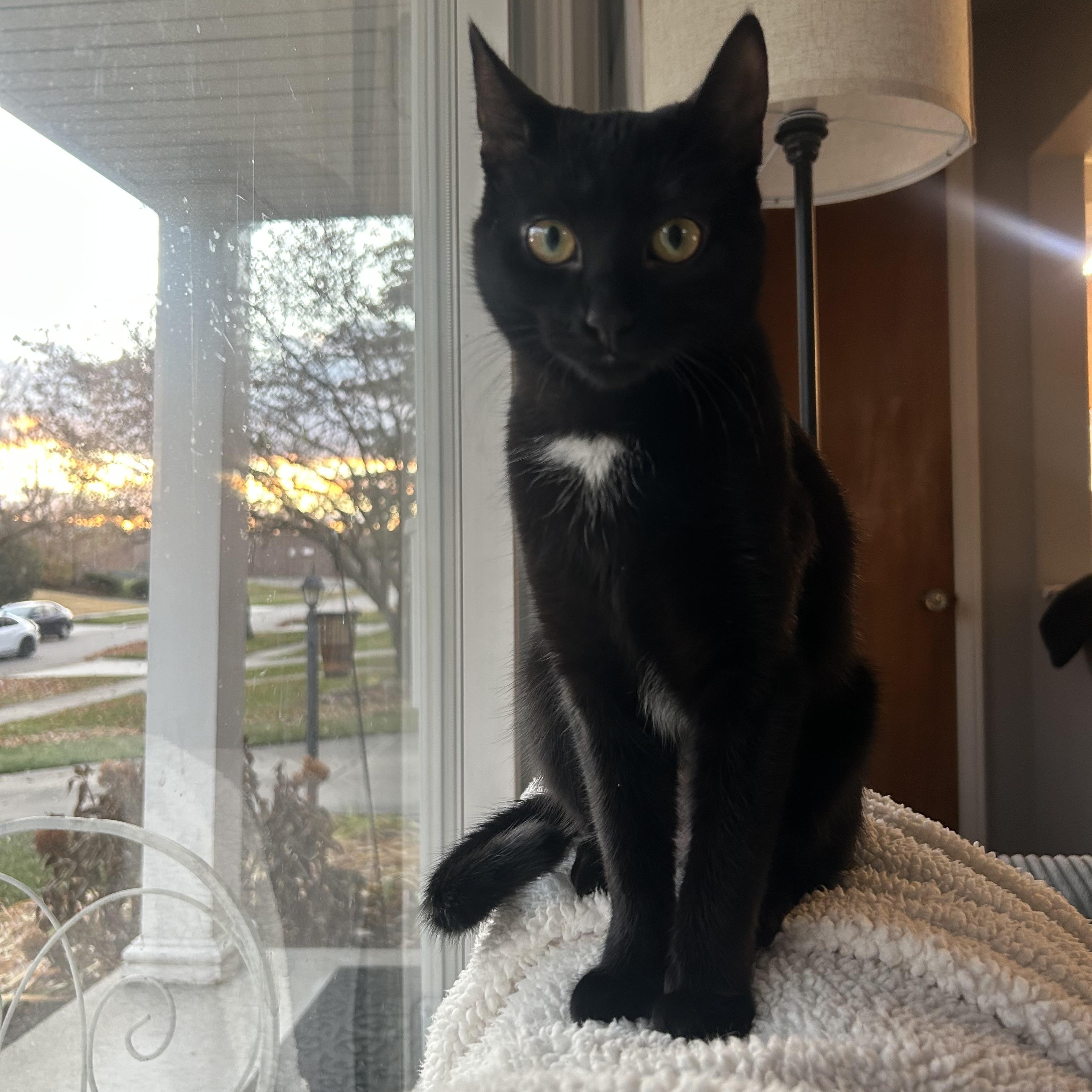 Jinx Jingles, Adoptable, Young Female Domestic Short Hair.