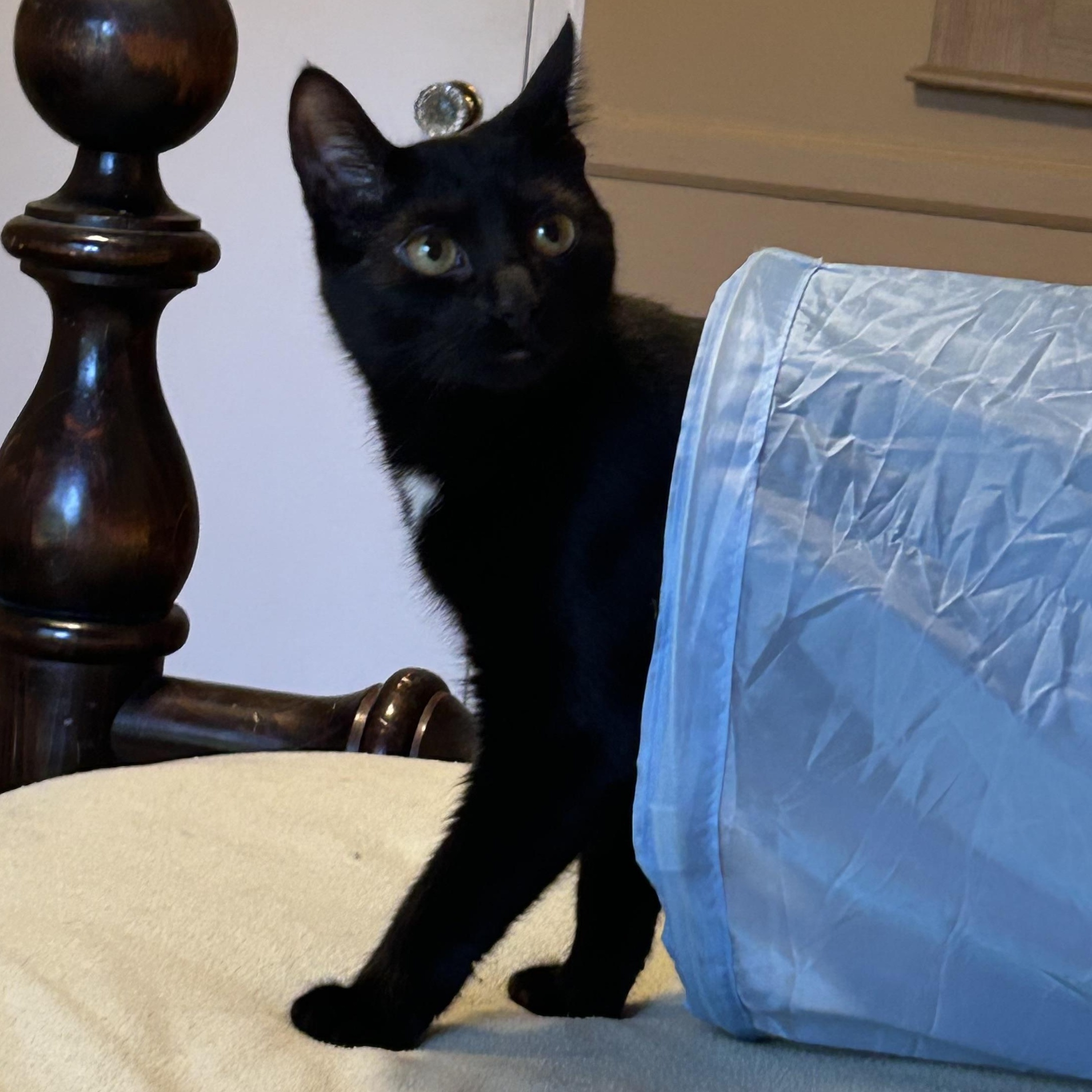 Enlarge Jinx Jingles, a Adoptable Domestic Short Hair in Oak Park, MI image 6/6